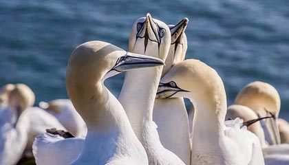 九游网页版官网入口-王牌队赛季连胜纪录刷新，王牌队赛季连胜纪录刷新了吗